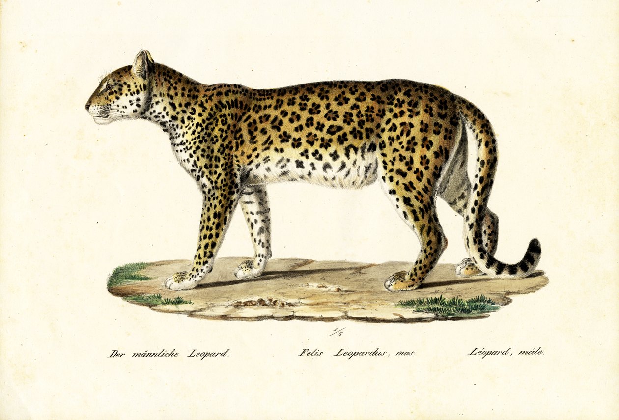 Lampart, 1824 autorstwa Karl Joseph Brodtmann