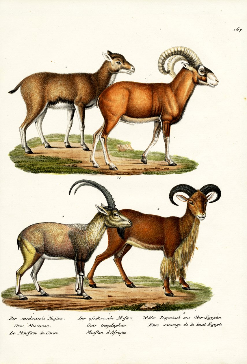 Muflon, 1824 autorstwa Karl Joseph Brodtmann