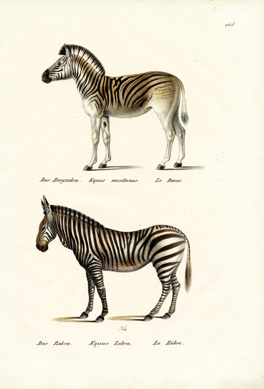 Zebra górska, 1824 autorstwa Karl Joseph Brodtmann