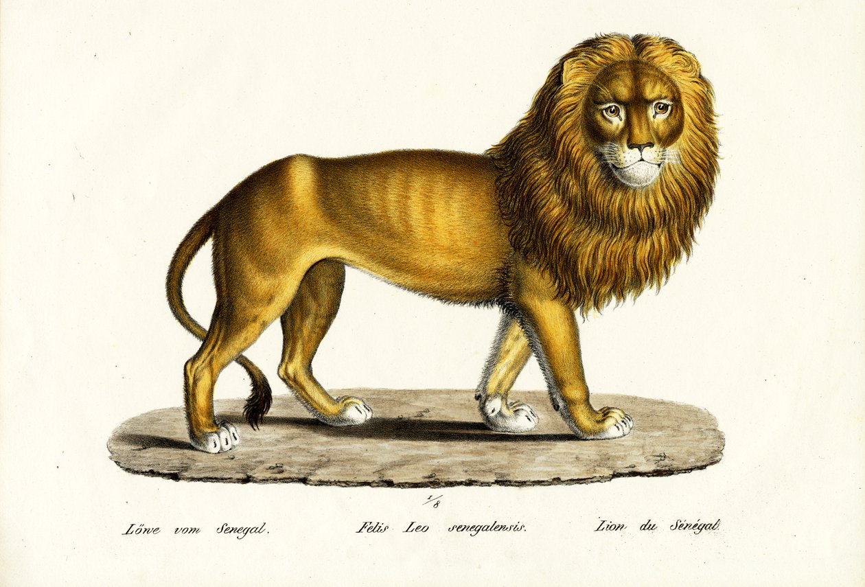 Lew senegalski, 1824 autorstwa Karl Joseph Brodtmann