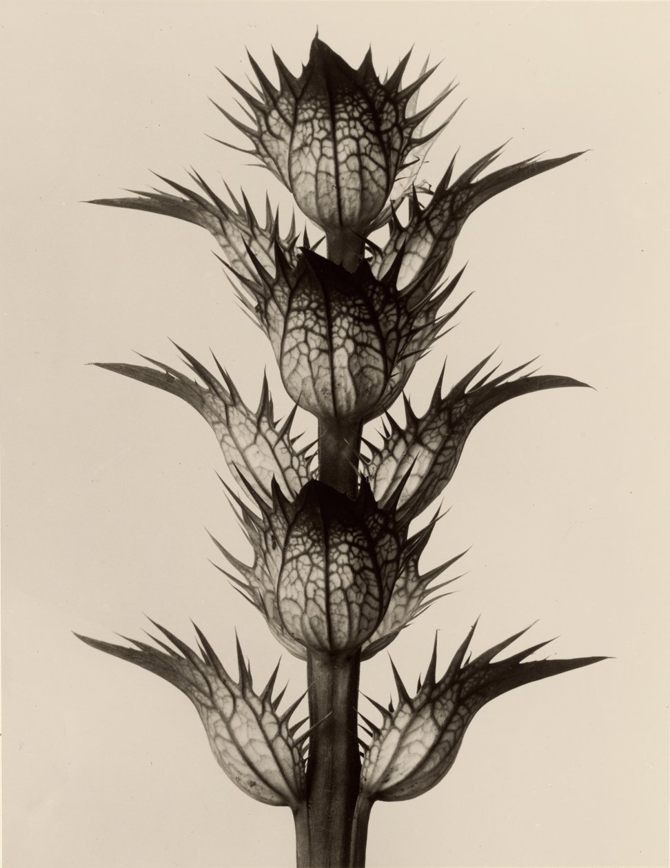 Acanthus mollis autorstwa Karl Blossfeldt