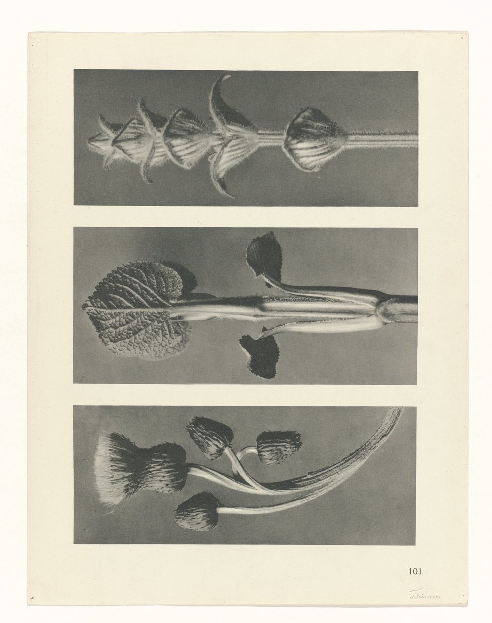 zaplanuj naukę Archetypy sztuki (tytuł serii) autorstwa Karl Blossfeldt