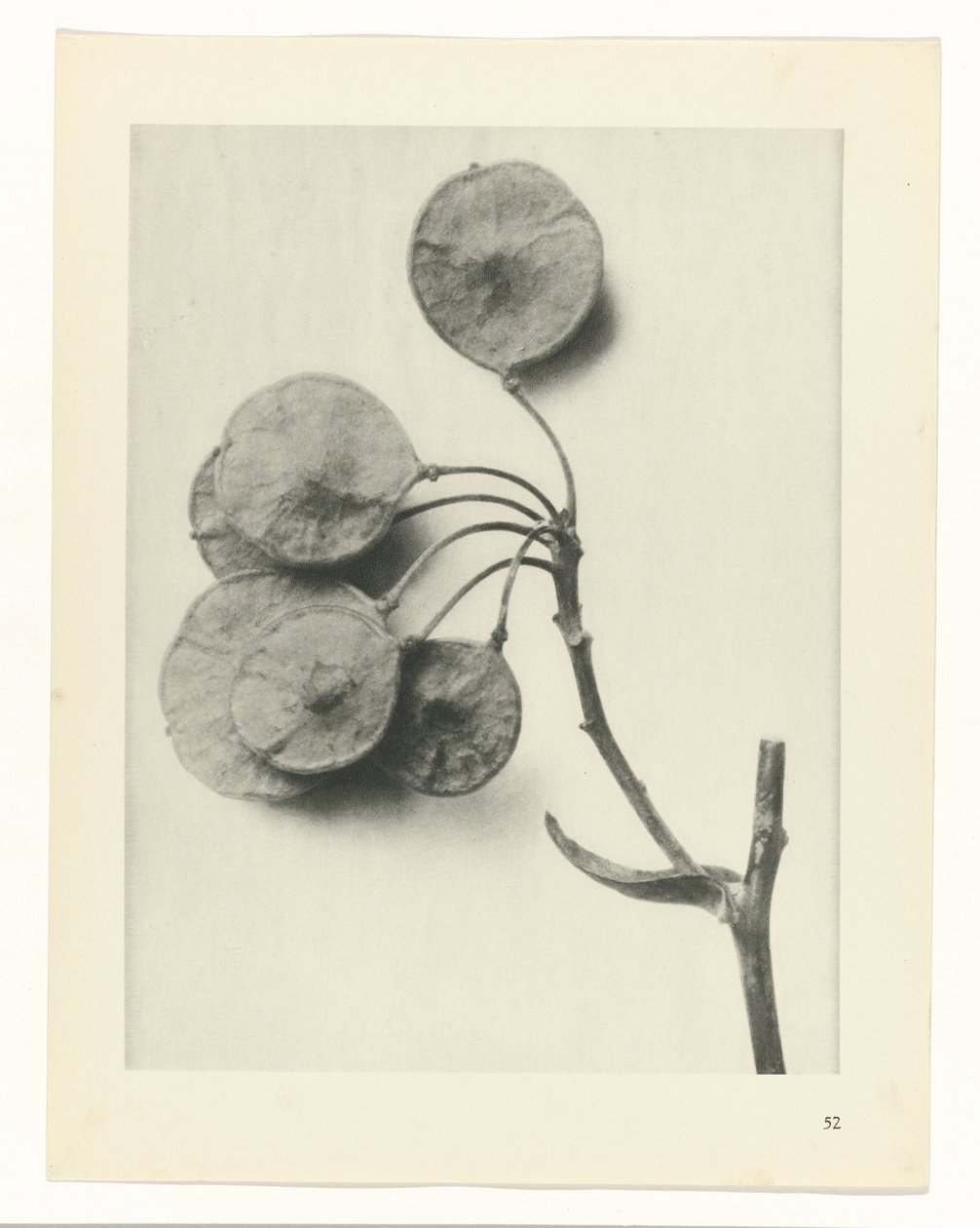 zaplanuj naukę Archetypy sztuki (tytuł serii) autorstwa Karl Blossfeldt