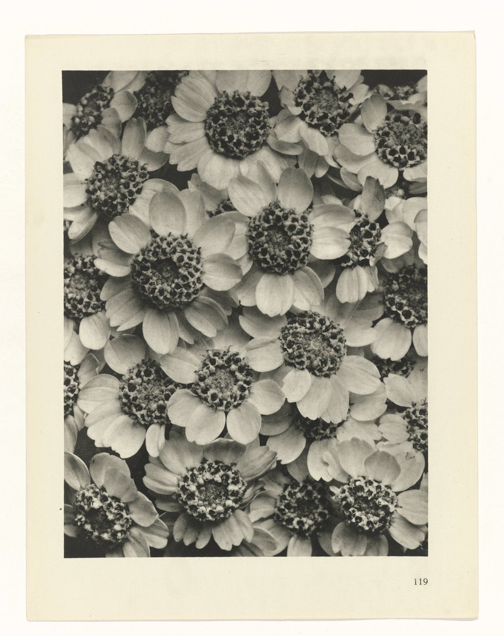 zaplanuj naukę Archetypy sztuki (tytuł serii) autorstwa Karl Blossfeldt