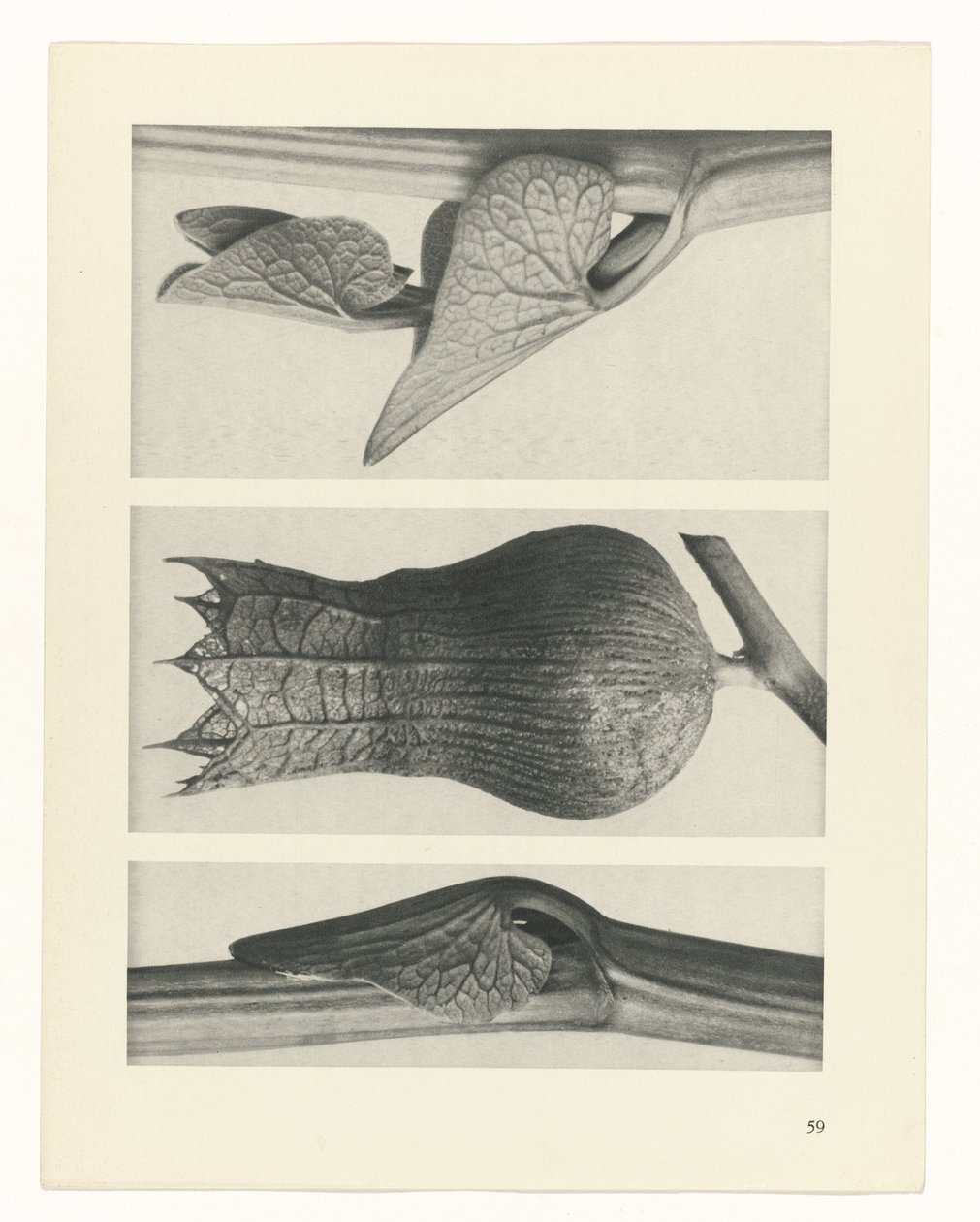 zaplanuj naukę Archetypy sztuki (tytuł serii) autorstwa Karl Blossfeldt