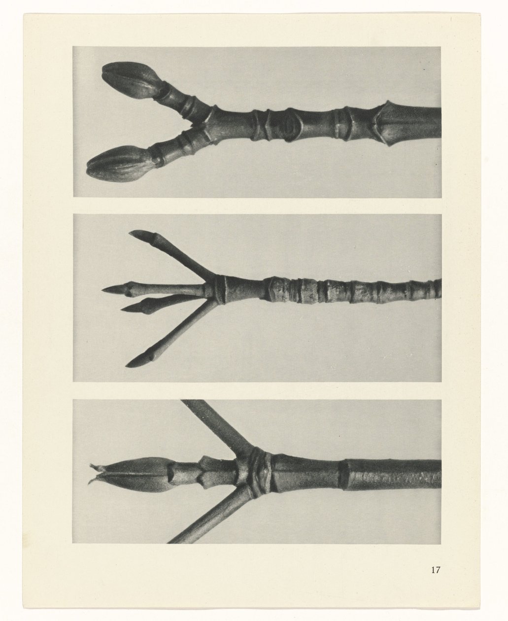 zaplanuj naukę Archetypy sztuki (tytuł serii) autorstwa Karl Blossfeldt