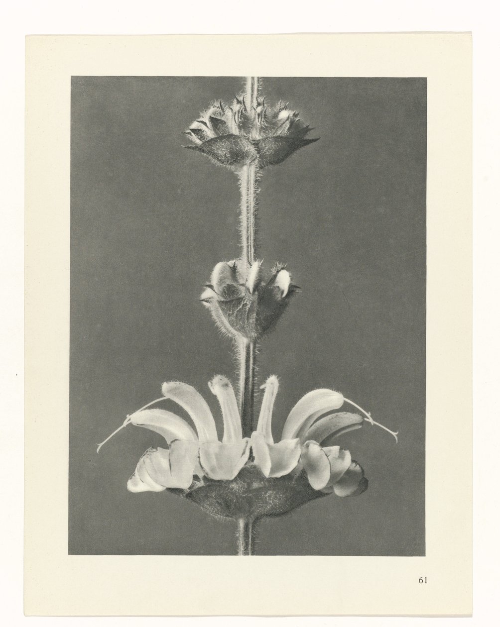 zaplanuj naukę Archetypy sztuki (tytuł serii) autorstwa Karl Blossfeldt