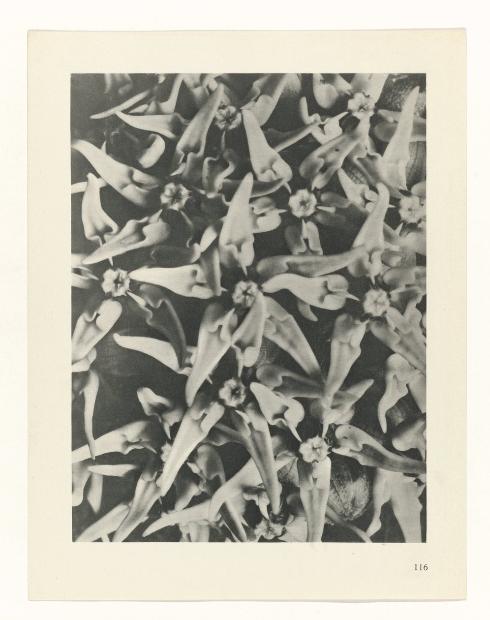 zaplanuj naukę Archetypy sztuki (tytuł serii) autorstwa Karl Blossfeldt