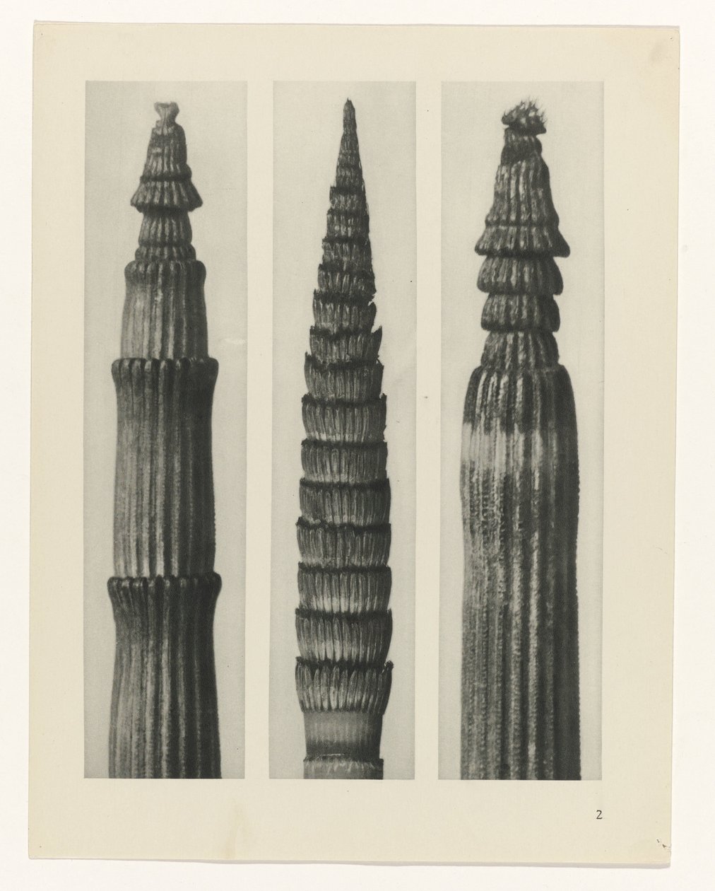 zaplanuj naukę Archetypy sztuki (tytuł serii) autorstwa Karl Blossfeldt