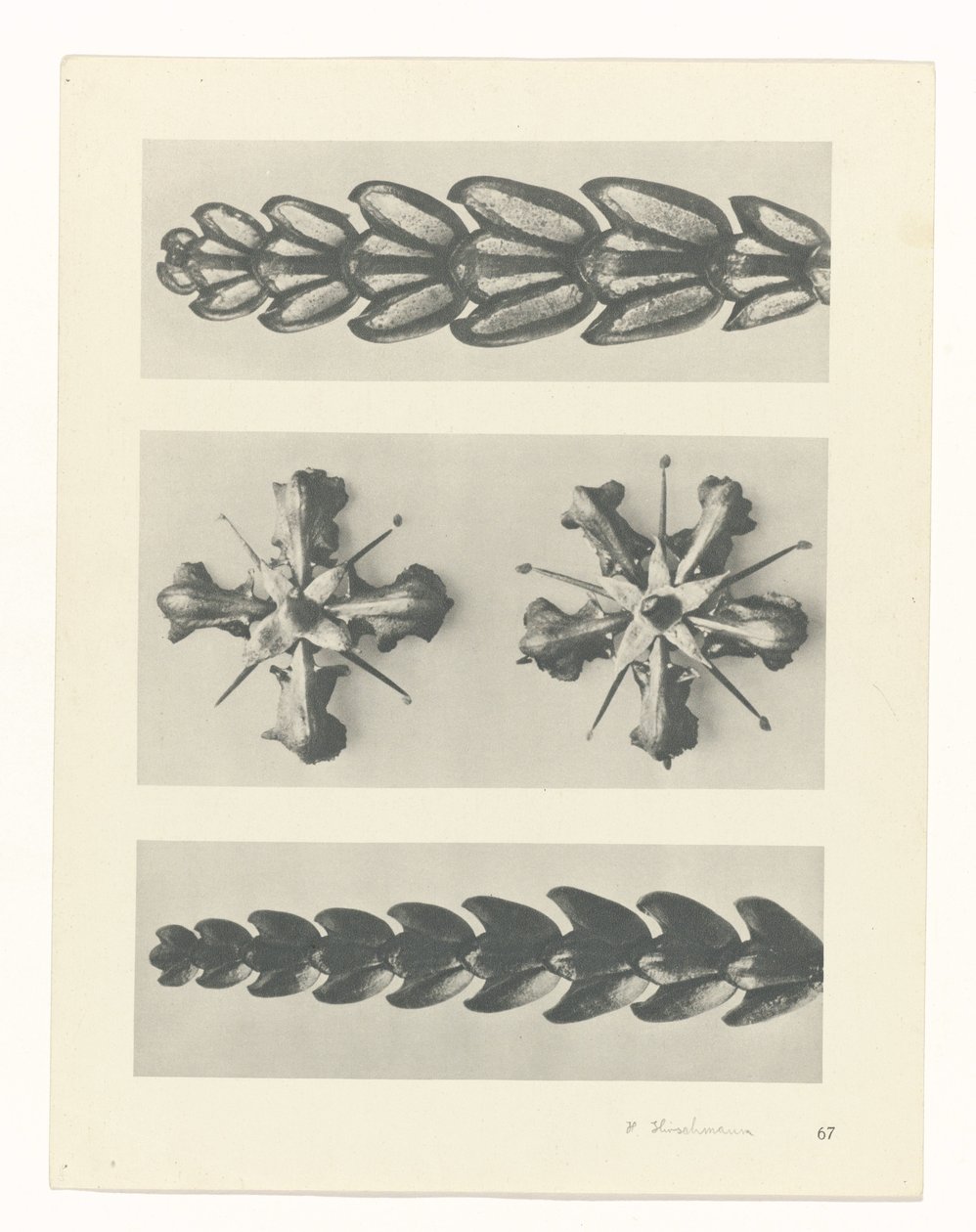 zaplanuj naukę Archetypy sztuki (tytuł serii) autorstwa Karl Blossfeldt