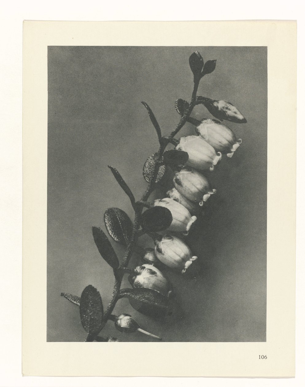 zaplanuj naukę Archetypy sztuki (tytuł serii) autorstwa Karl Blossfeldt