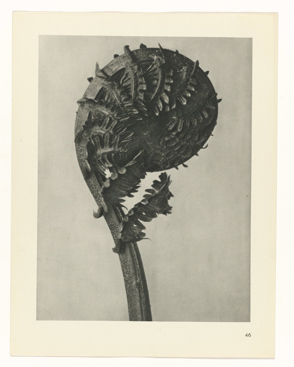 zaplanuj naukę Archetypy sztuki (tytuł serii) autorstwa Karl Blossfeldt