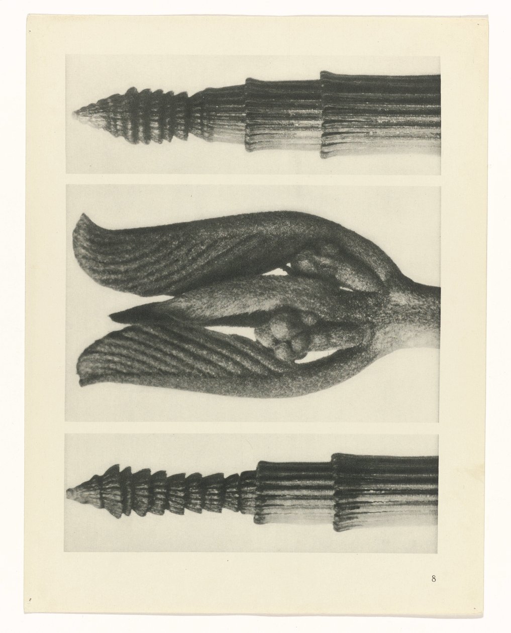 zaplanuj naukę Archetypy sztuki (tytuł serii) autorstwa Karl Blossfeldt