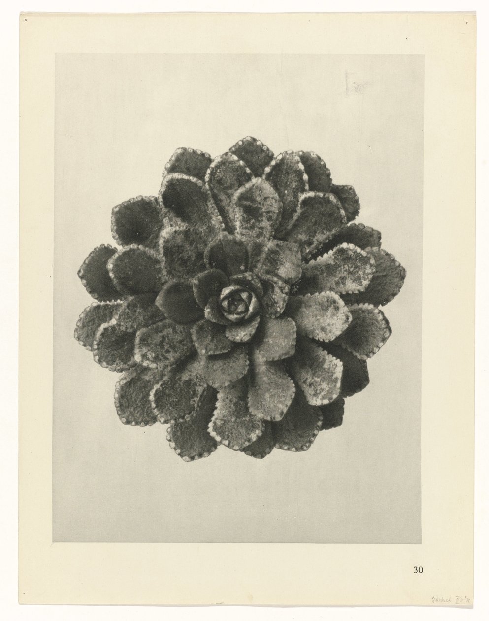zaplanuj naukę Archetypy sztuki (tytuł serii) autorstwa Karl Blossfeldt
