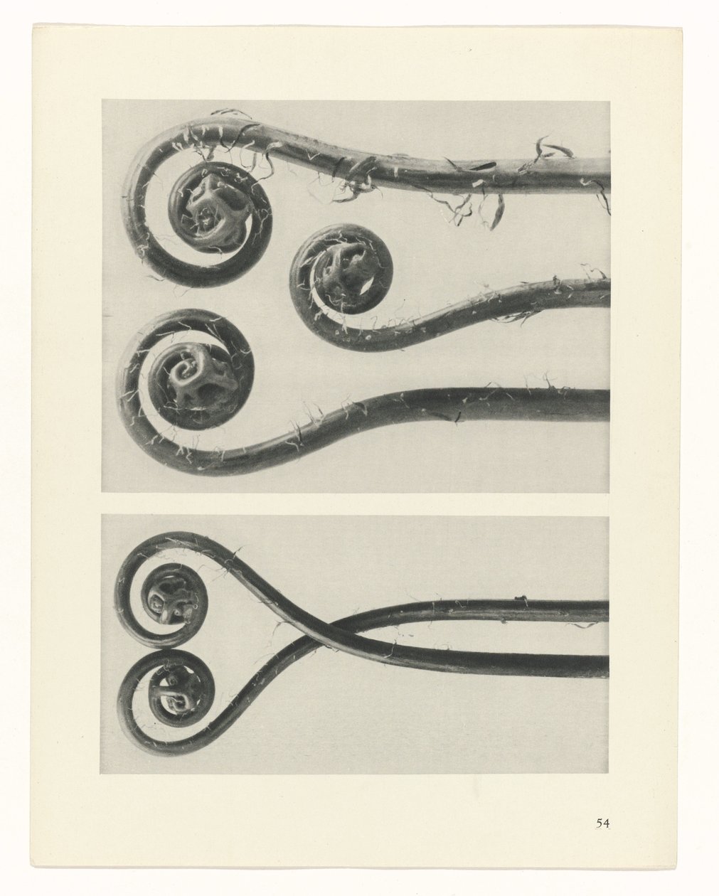 zaplanuj naukę Archetypy sztuki (tytuł serii) autorstwa Karl Blossfeldt
