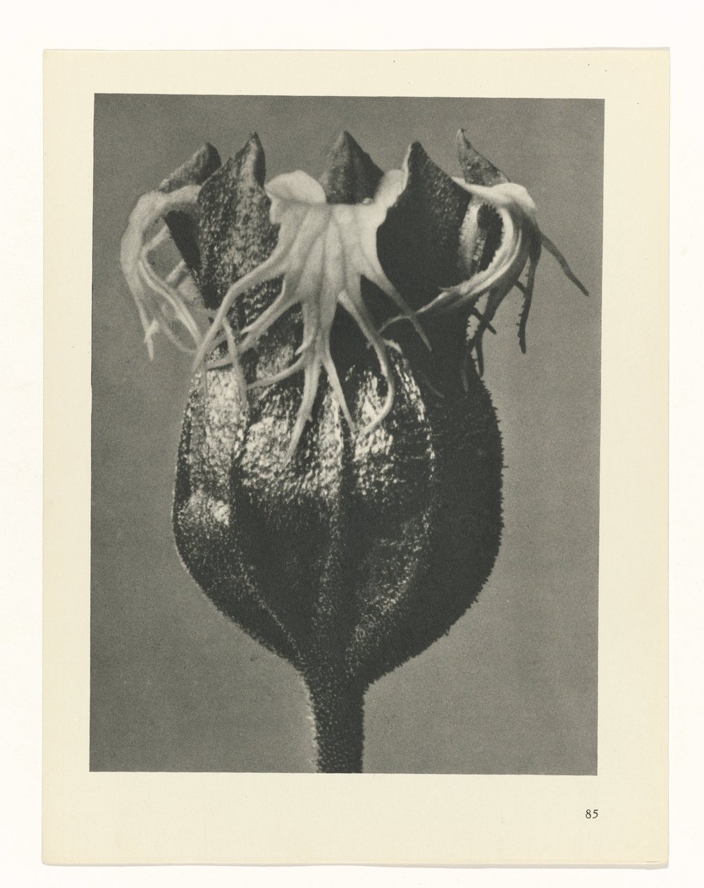 zaplanuj naukę Archetypy sztuki (tytuł serii) autorstwa Karl Blossfeldt