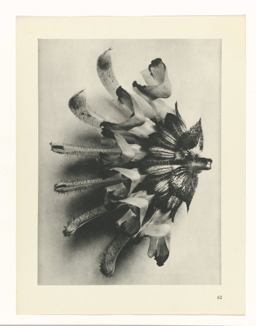 zaplanuj naukę Archetypy sztuki (tytuł serii) autorstwa Karl Blossfeldt