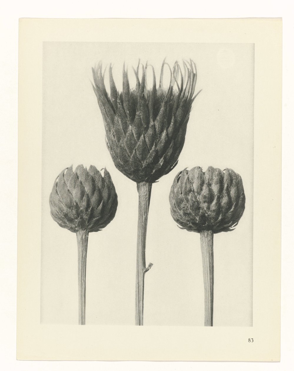 zaplanuj naukę Archetypy sztuki (tytuł serii) autorstwa Karl Blossfeldt