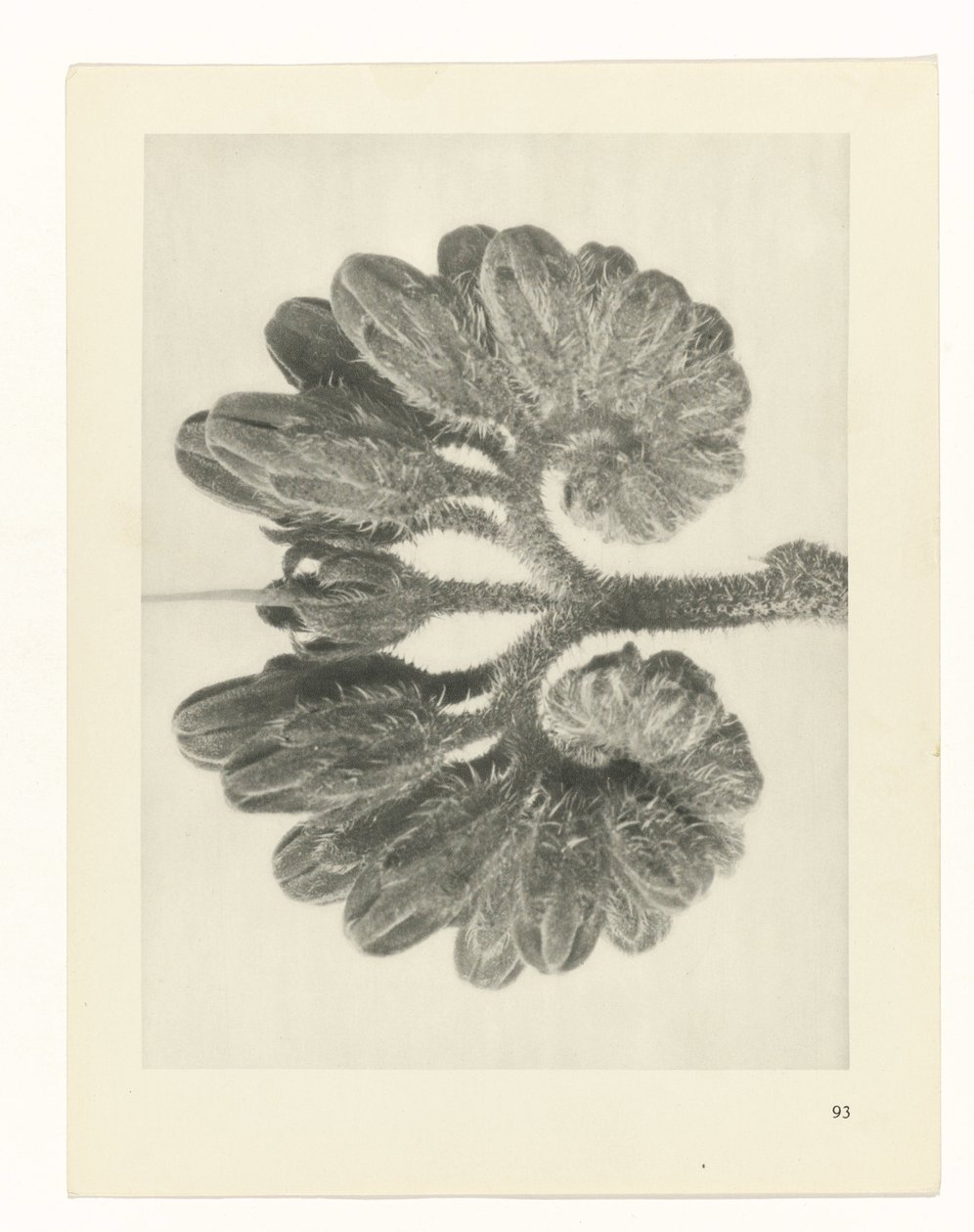 zaplanuj naukę Archetypy sztuki (tytuł serii) autorstwa Karl Blossfeldt