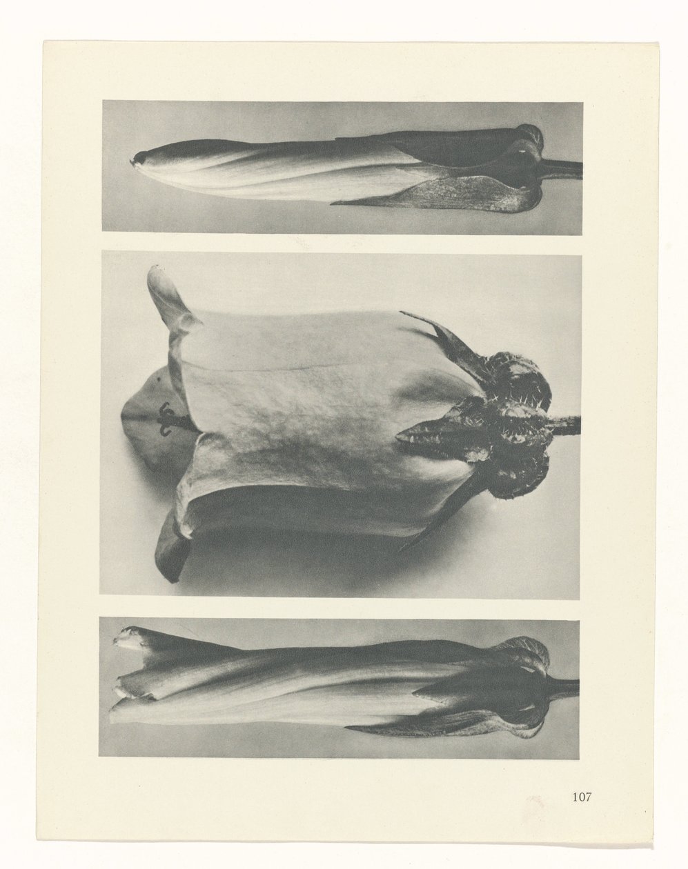 zaplanuj naukę Archetypy sztuki (tytuł serii) autorstwa Karl Blossfeldt