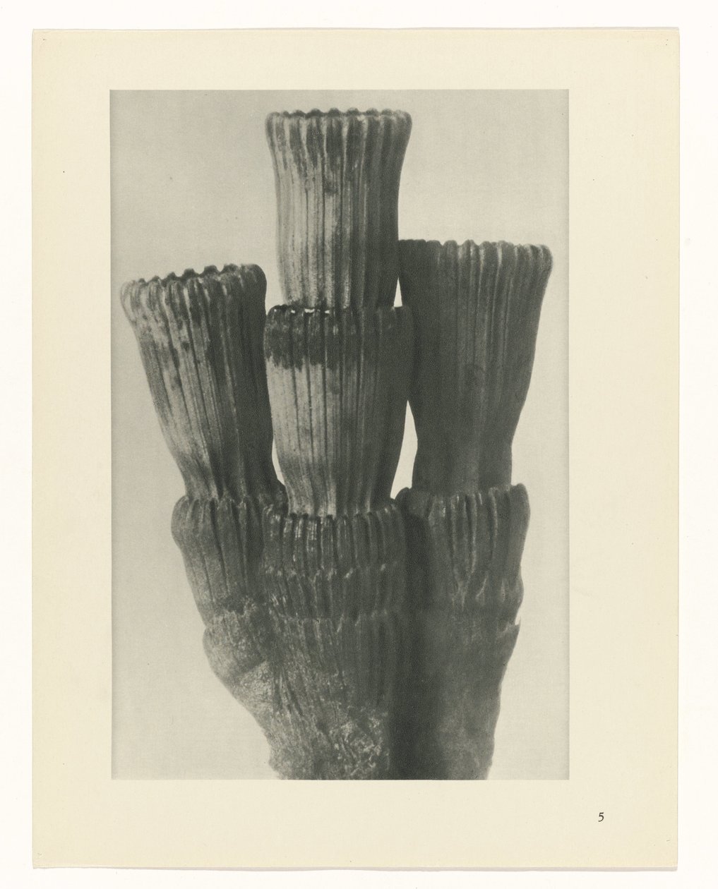 zaplanuj naukę Archetypy sztuki (tytuł serii) autorstwa Karl Blossfeldt
