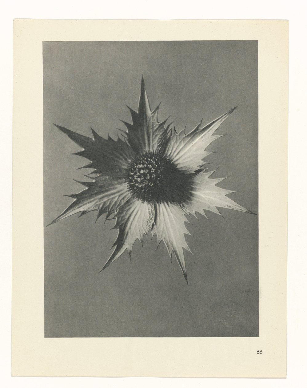 zaplanuj naukę Archetypy sztuki (tytuł serii) autorstwa Karl Blossfeldt