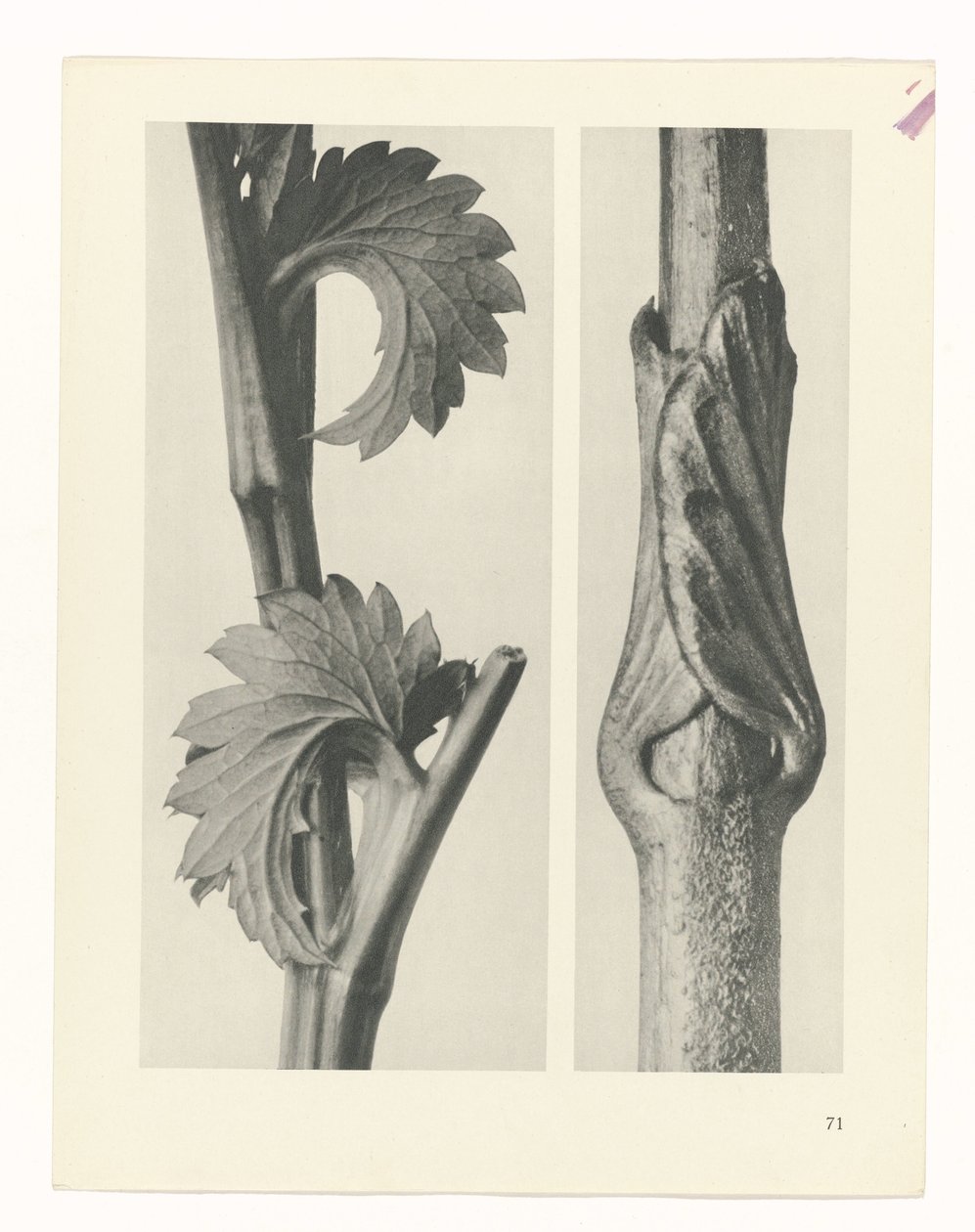 zaplanuj naukę Archetypy sztuki (tytuł serii) autorstwa Karl Blossfeldt