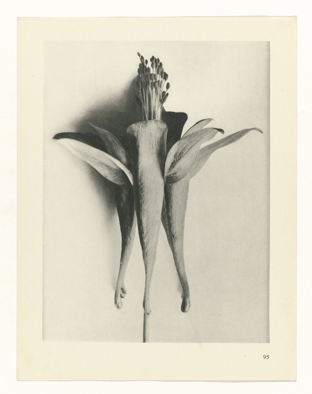 zaplanuj naukę Archetypy sztuki (tytuł serii) autorstwa Karl Blossfeldt