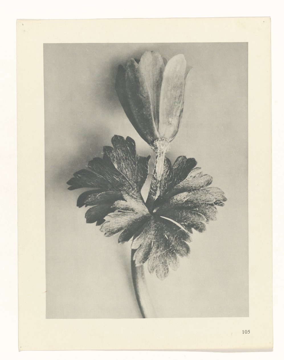 zaplanuj naukę Archetypy sztuki (tytuł serii) autorstwa Karl Blossfeldt