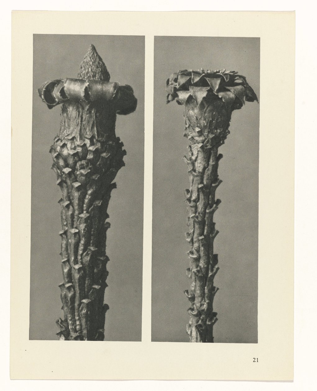 zaplanuj naukę Archetypy sztuki (tytuł serii) autorstwa Karl Blossfeldt