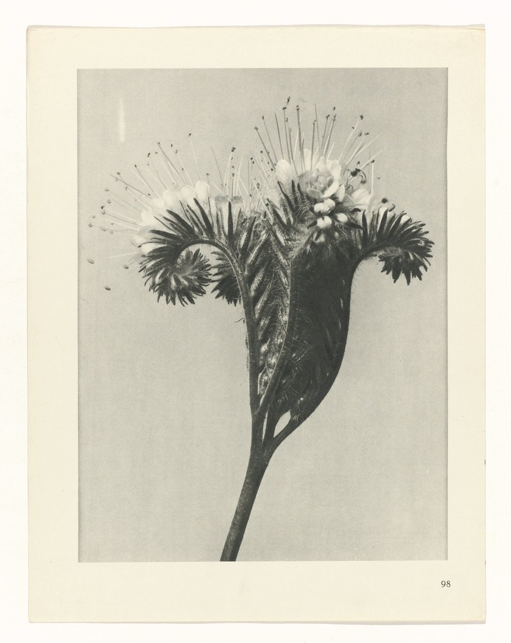 zaplanuj naukę Archetypy sztuki (tytuł serii) autorstwa Karl Blossfeldt
