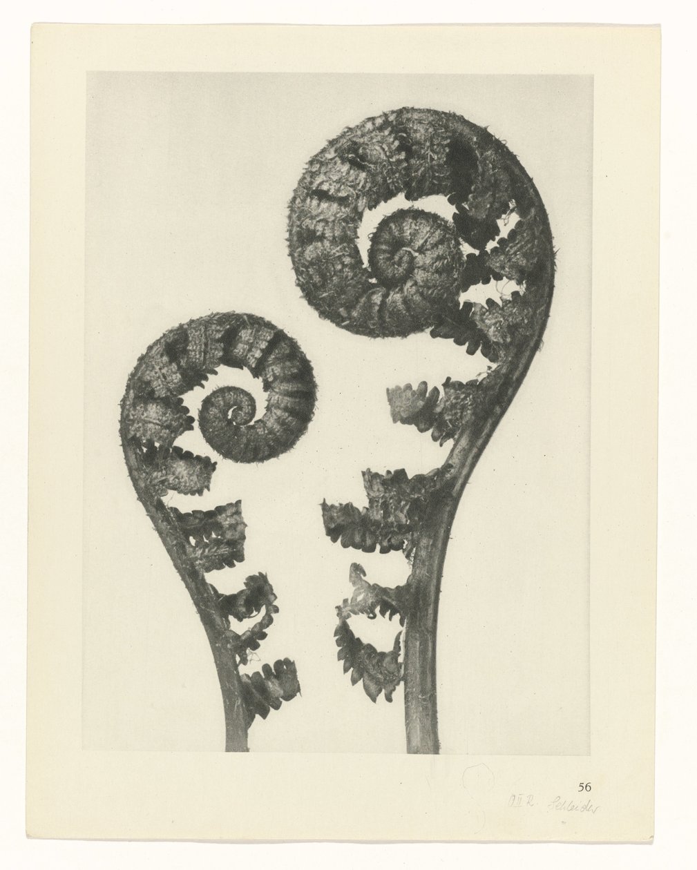 zaplanuj naukę Archetypy sztuki (tytuł serii) autorstwa Karl Blossfeldt