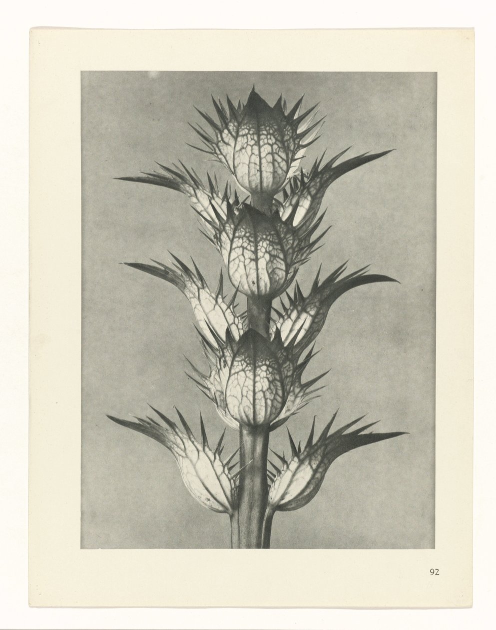zaplanuj naukę Archetypy sztuki (tytuł serii) autorstwa Karl Blossfeldt