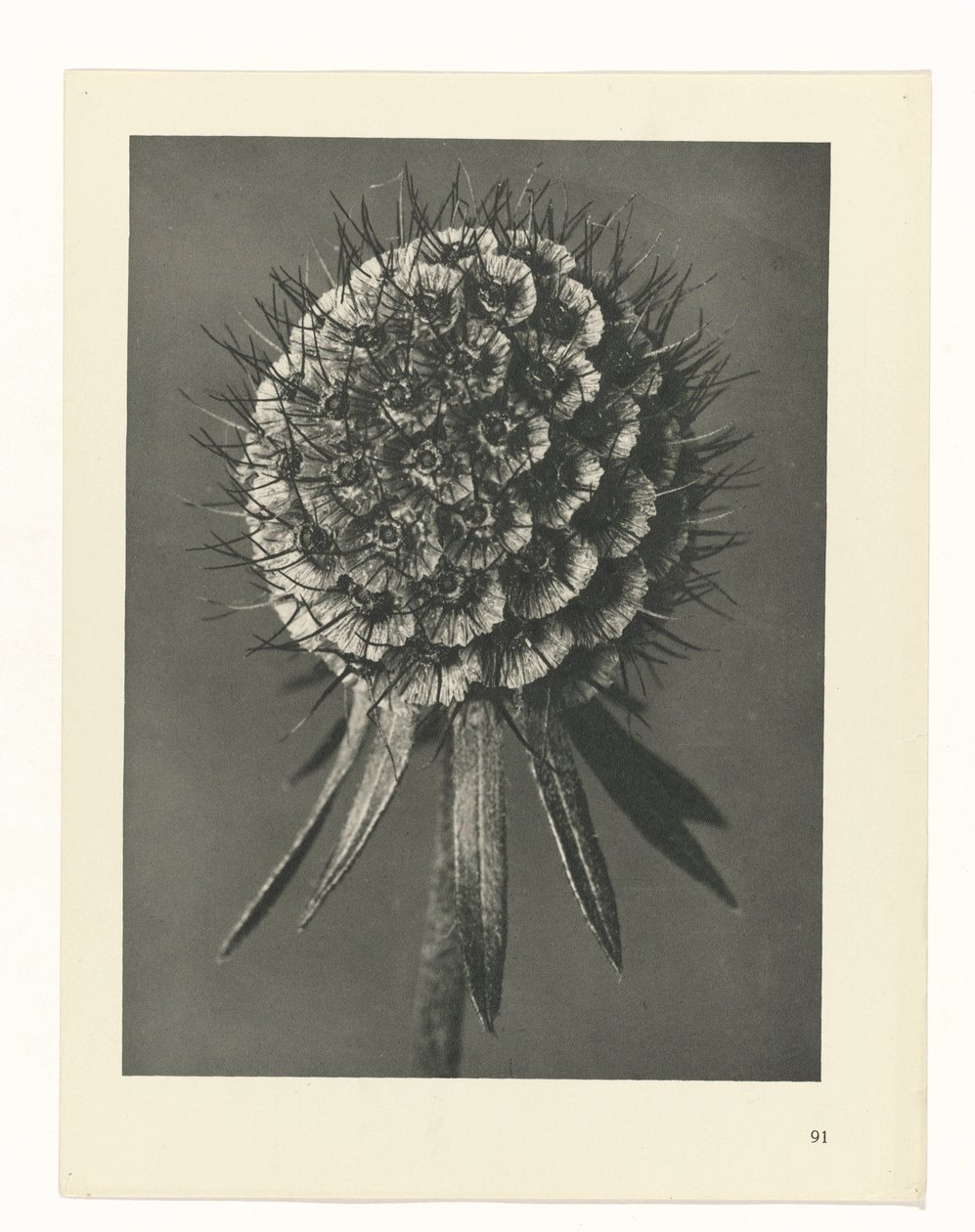 zaplanuj naukę Archetypy sztuki (tytuł serii) autorstwa Karl Blossfeldt