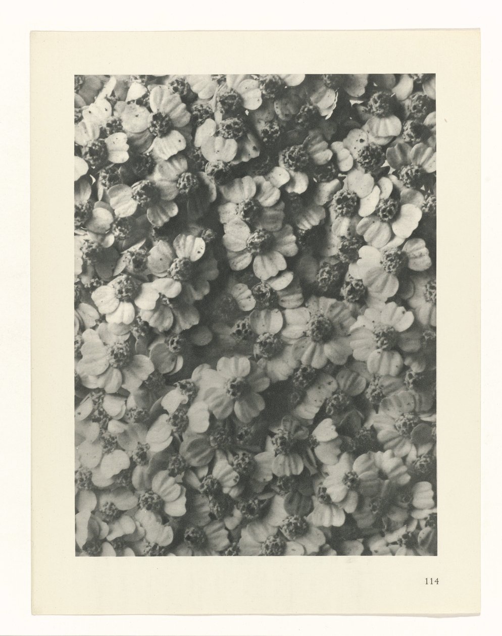 zaplanuj naukę Archetypy sztuki (tytuł serii) autorstwa Karl Blossfeldt