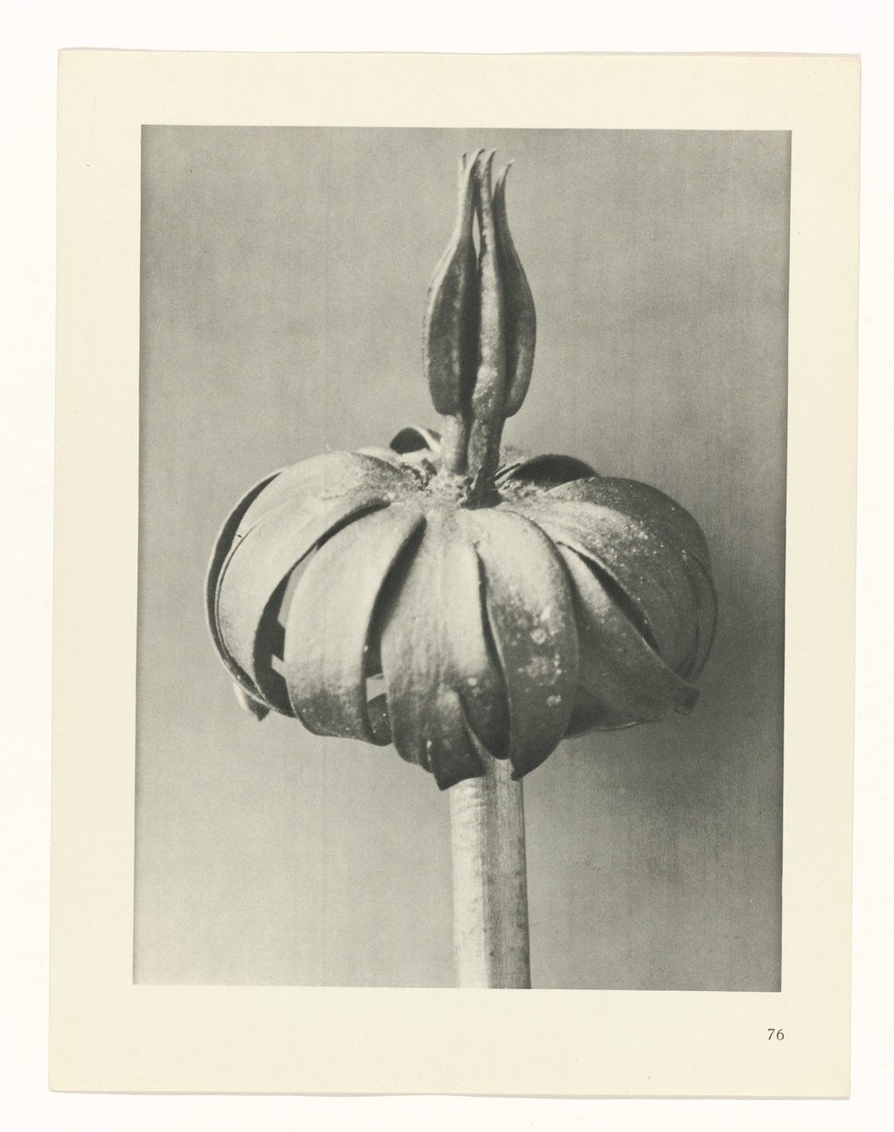 zaplanuj naukę Archetypy sztuki (tytuł serii) autorstwa Karl Blossfeldt
