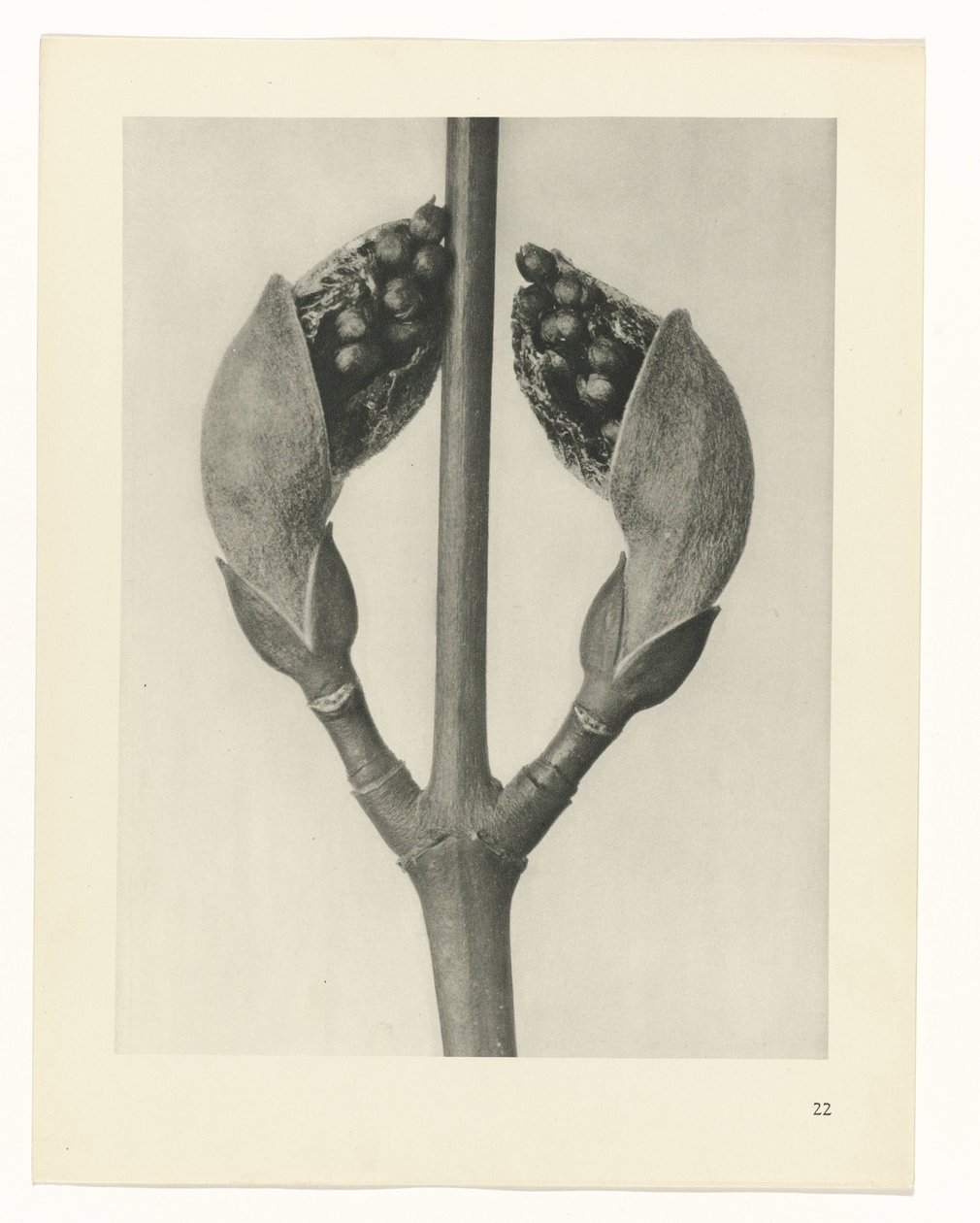 zaplanuj naukę Archetypy sztuki (tytuł serii) autorstwa Karl Blossfeldt