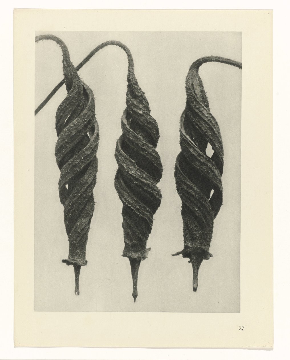 zaplanuj naukę Archetypy sztuki (tytuł serii) autorstwa Karl Blossfeldt