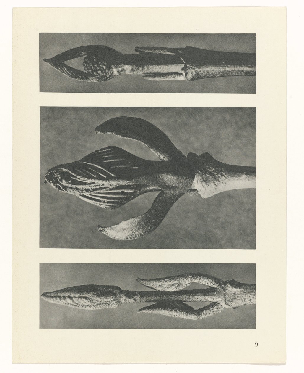 zaplanuj naukę Archetypy sztuki (tytuł serii) autorstwa Karl Blossfeldt