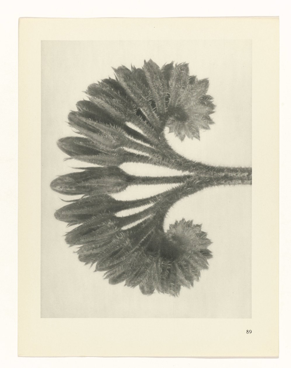 zaplanuj naukę Archetypy sztuki (tytuł serii) autorstwa Karl Blossfeldt