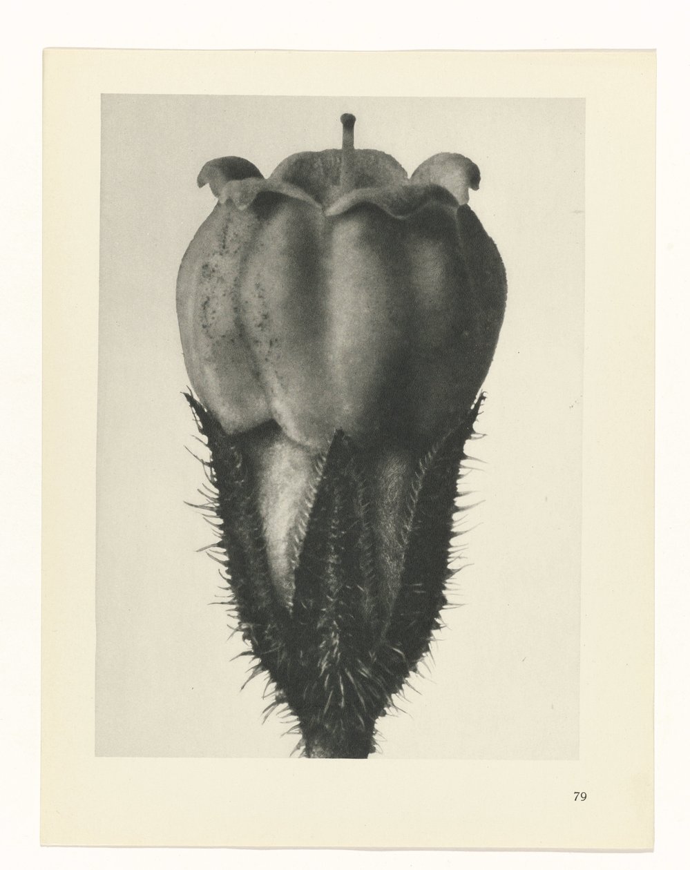 zaplanuj naukę Archetypy sztuki (tytuł serii) autorstwa Karl Blossfeldt