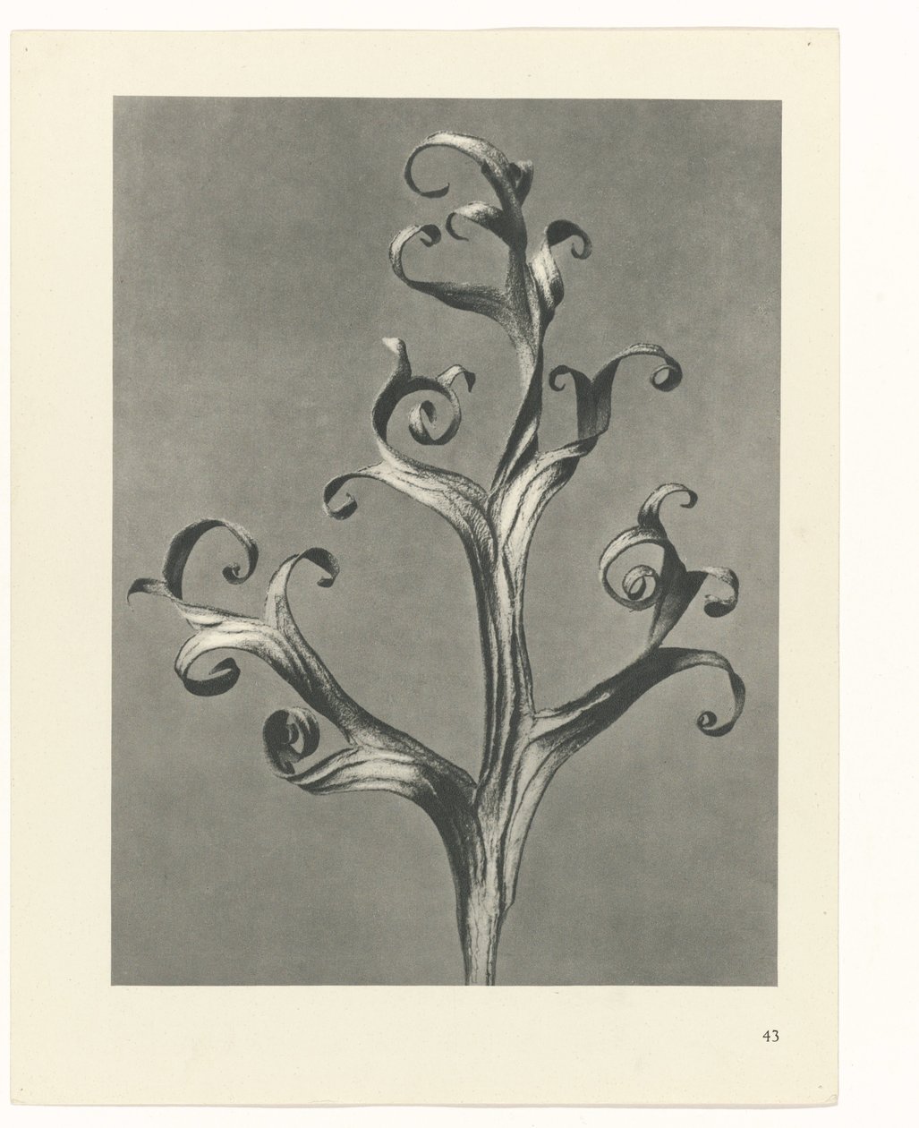 zaplanuj naukę Archetypy sztuki (tytuł serii) autorstwa Karl Blossfeldt