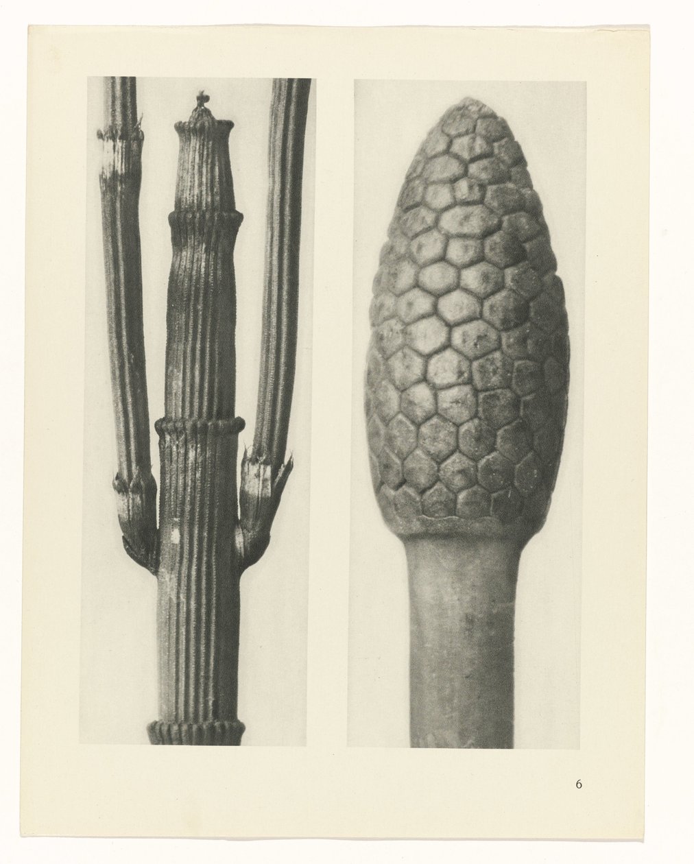 zaplanuj naukę Archetypy sztuki (tytuł serii) autorstwa Karl Blossfeldt