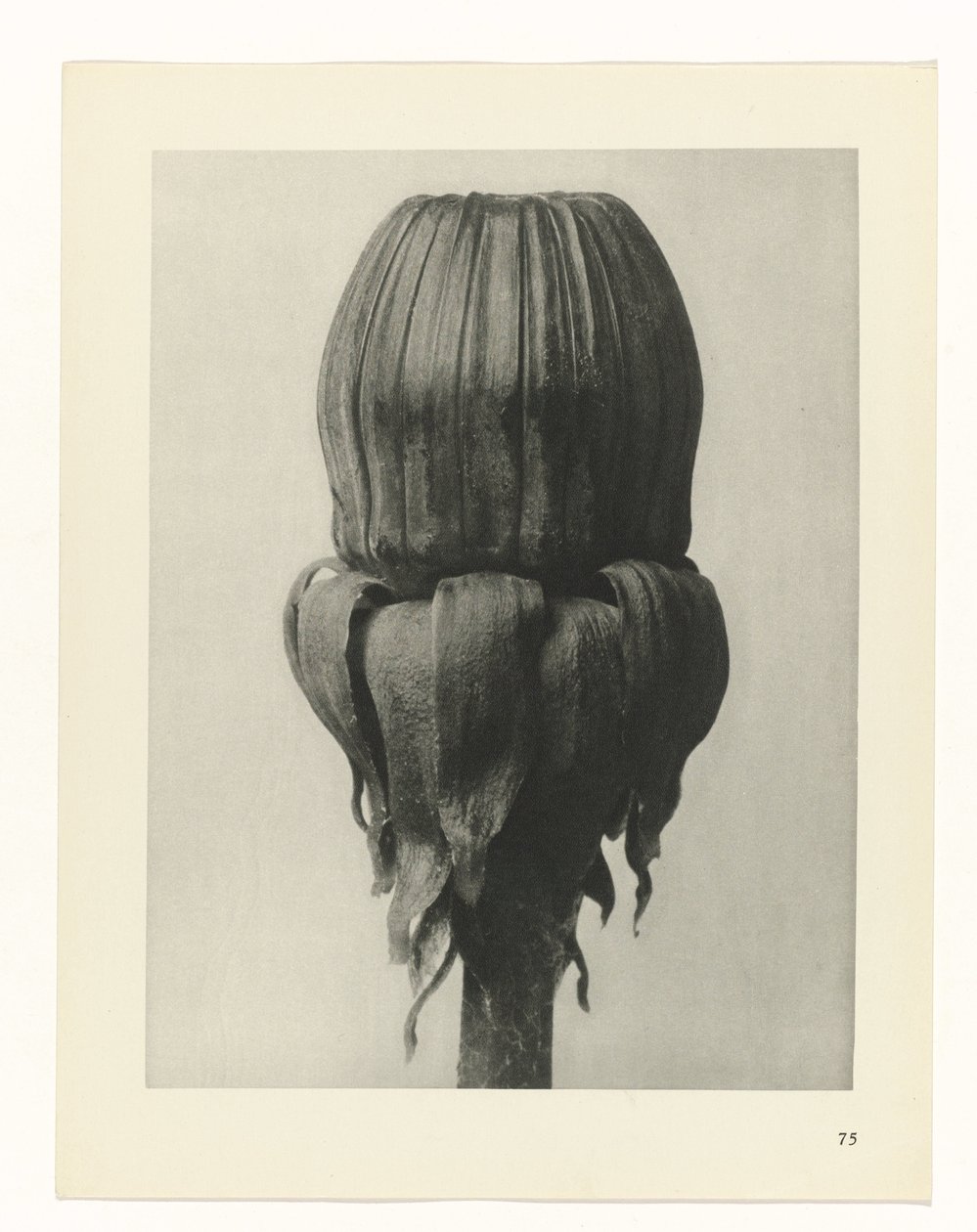 zaplanuj naukę Archetypy sztuki (tytuł serii) autorstwa Karl Blossfeldt