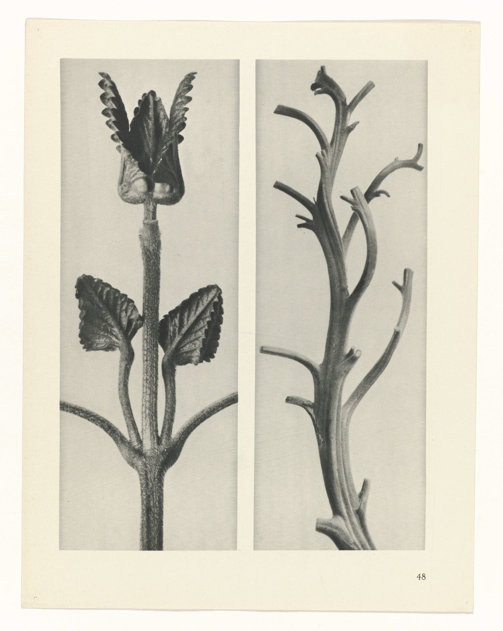 zaplanuj naukę Archetypy sztuki (tytuł serii) autorstwa Karl Blossfeldt