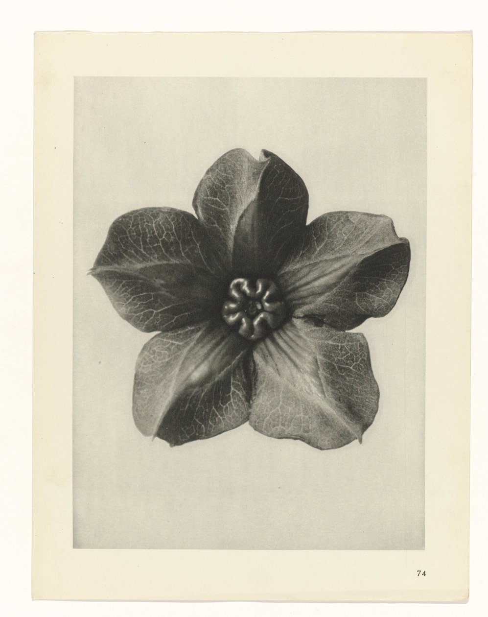 zaplanuj naukę Archetypy sztuki (tytuł serii) autorstwa Karl Blossfeldt
