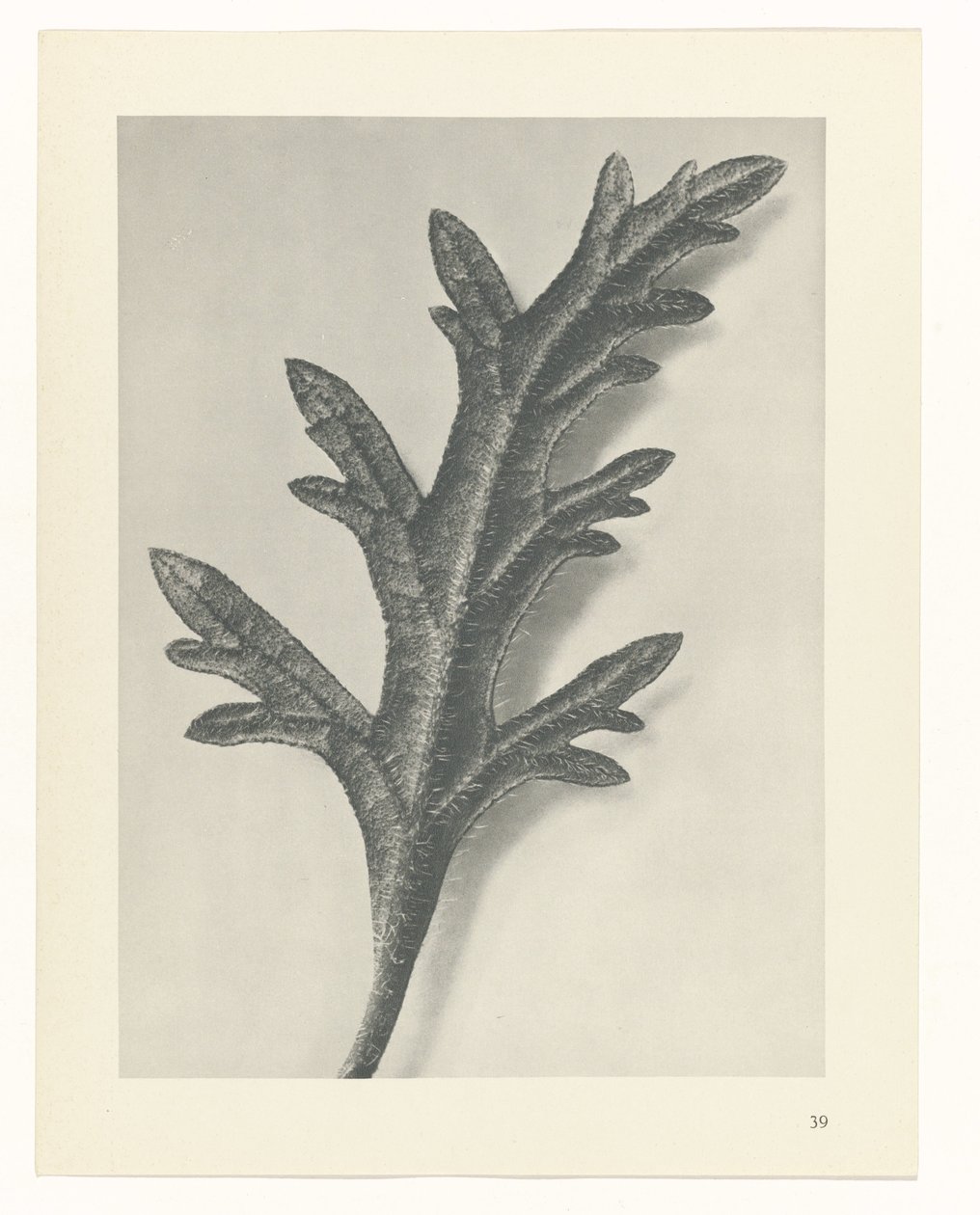 zaplanuj naukę Archetypy sztuki (tytuł serii) autorstwa Karl Blossfeldt