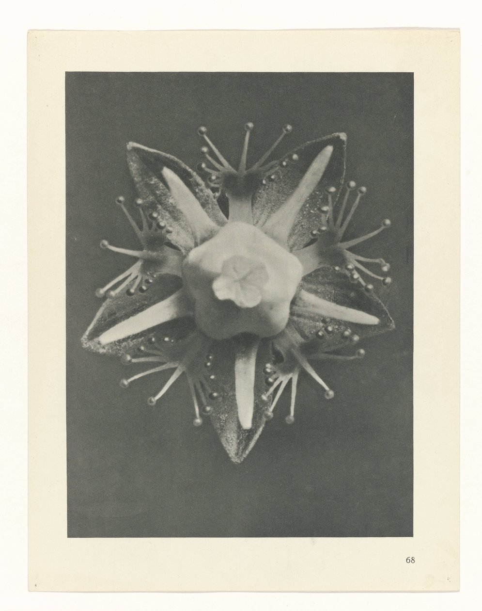 zaplanuj naukę Archetypy sztuki (tytuł serii) autorstwa Karl Blossfeldt