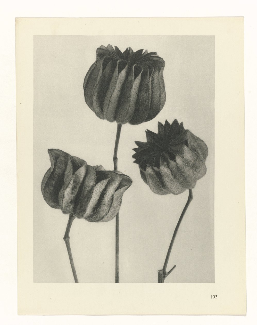zaplanuj naukę Archetypy sztuki (tytuł serii) autorstwa Karl Blossfeldt