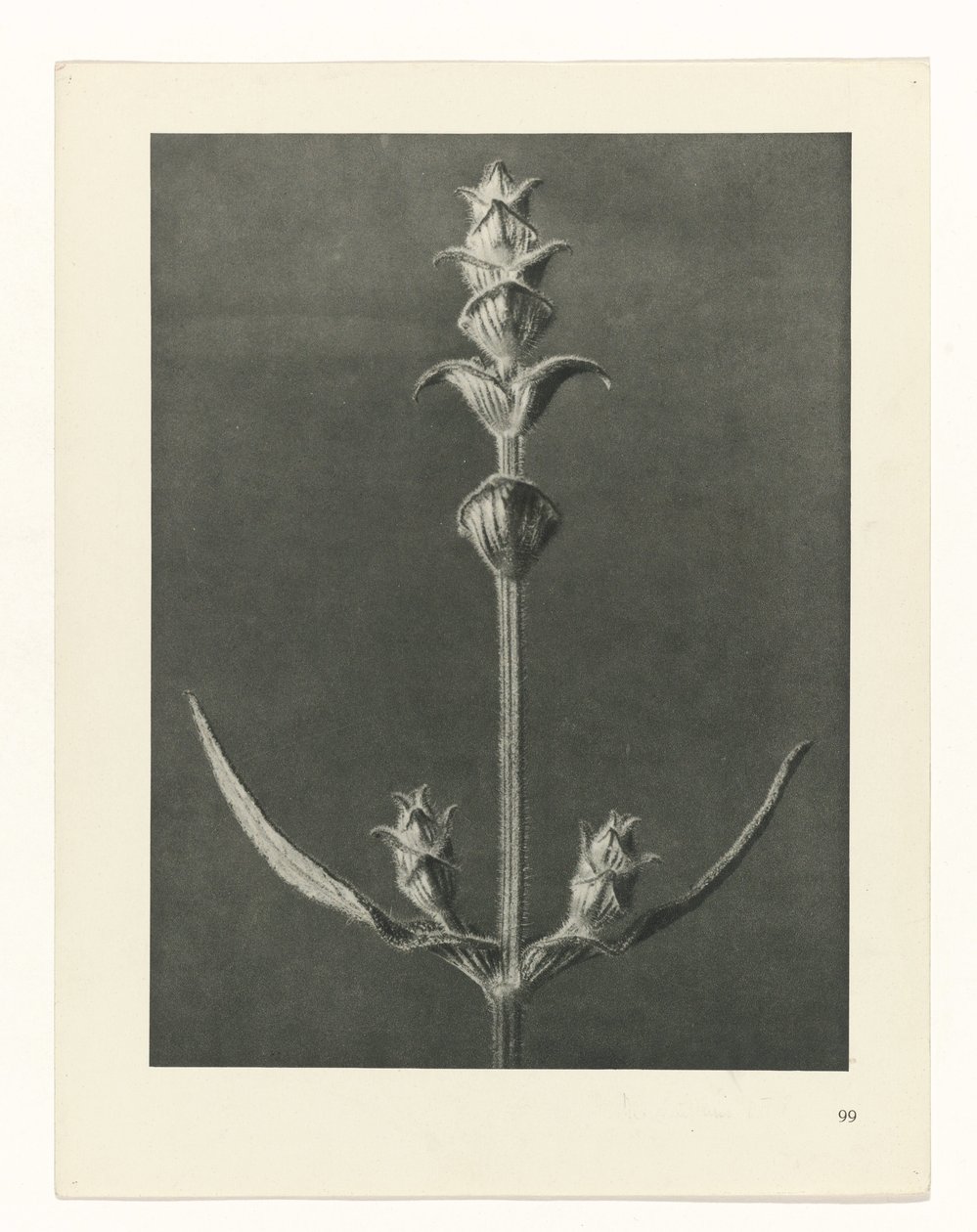 zaplanuj naukę Archetypy sztuki (tytuł serii) autorstwa Karl Blossfeldt